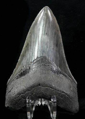 Serrated, Fossil Megalodon Tooth - Georgia #76514